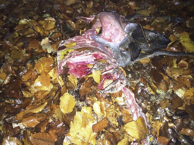 Kein schöner Anblick: Vermutlich hat ein Wolf dieses Rehkitz gerissen | Foto: Falko John