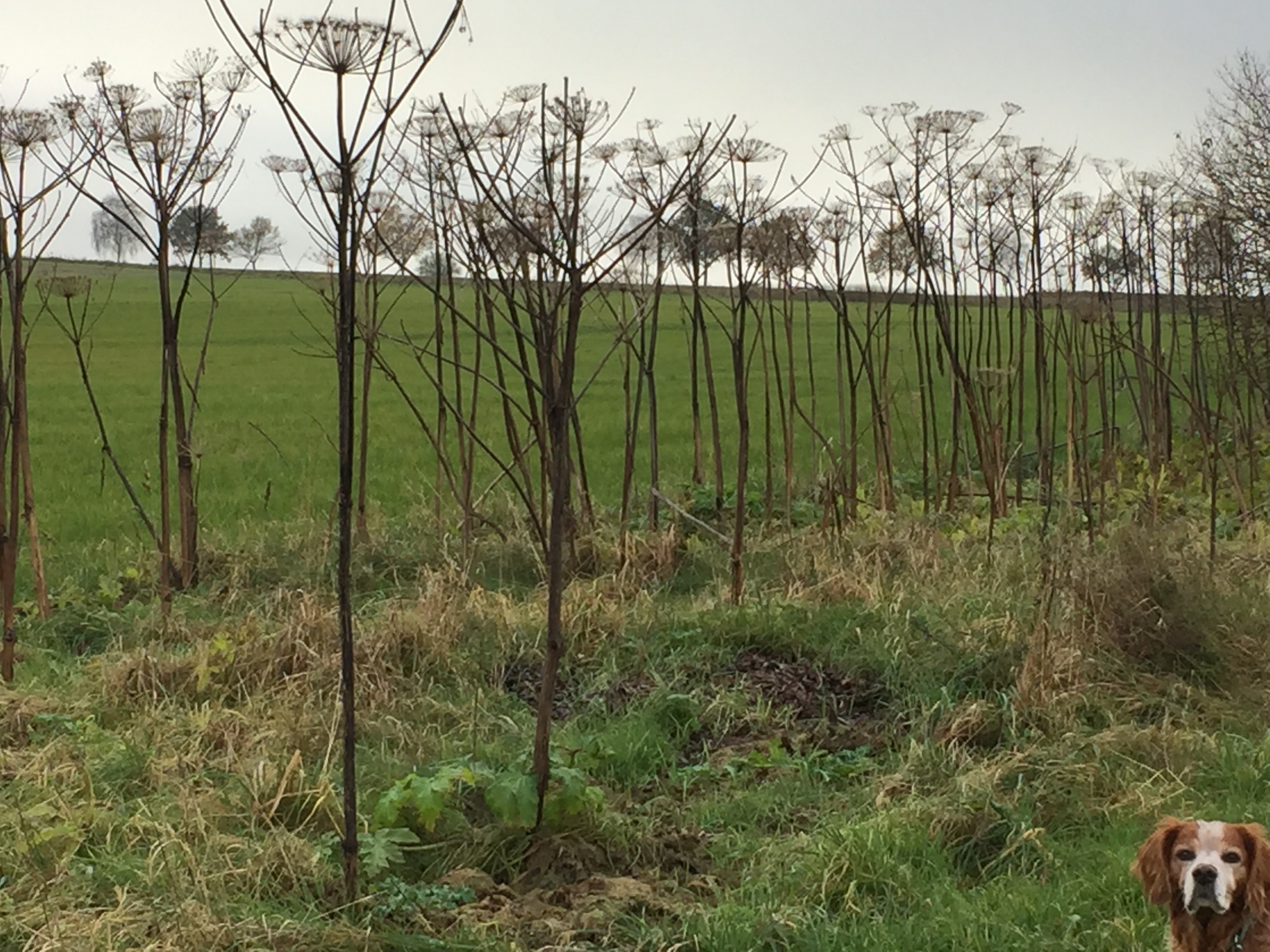 Gefährliche Pflanzen wie der Riesen-Bärenklau, hier in Eckel, breiten sich in der Gemeinde Rosengarten aus