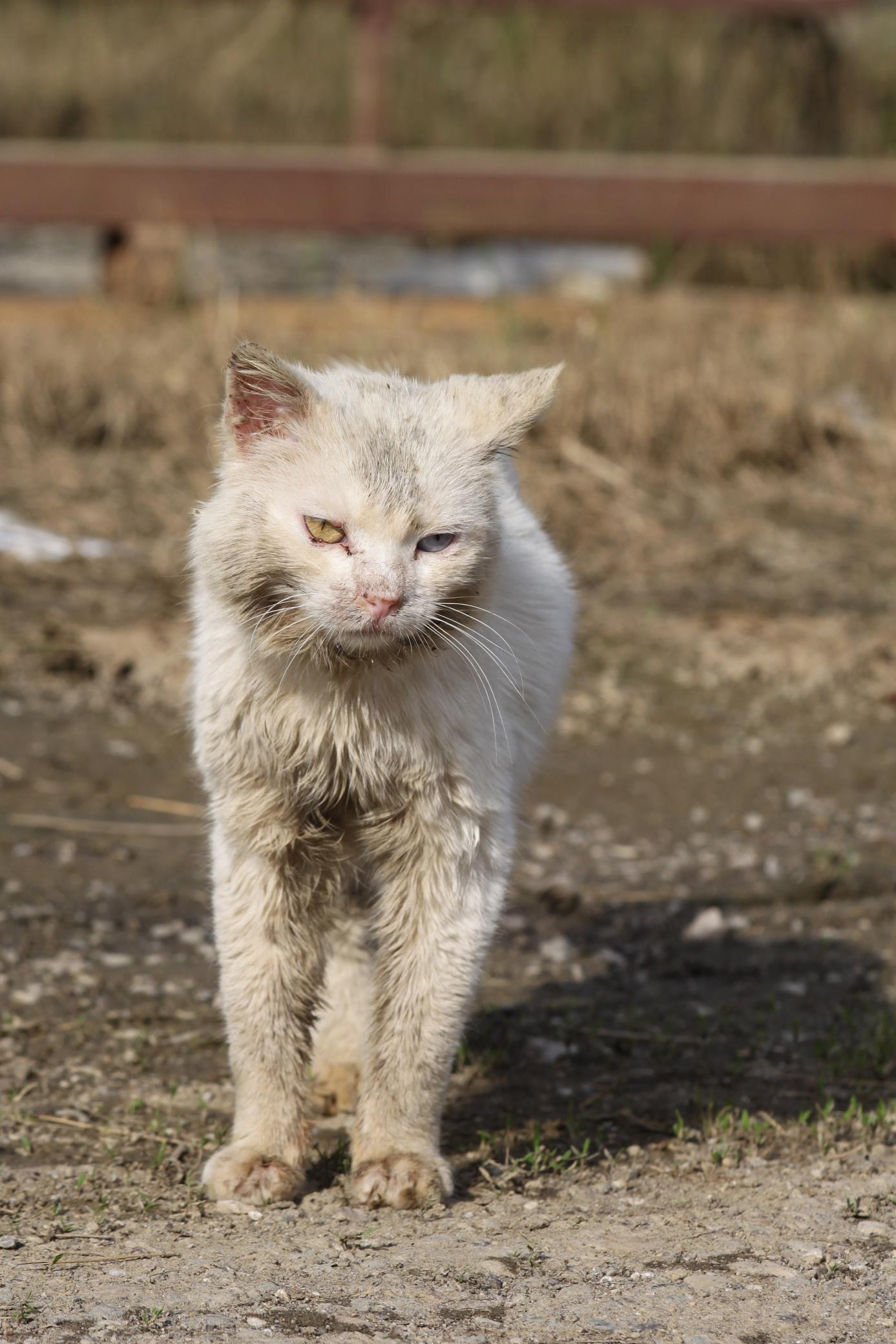 Wild lebende Katzen sind sehr scheu, oft unterernährt und leiden an unbehandelten Krankheiten und Parasiten