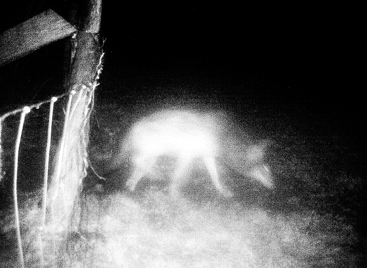 Dieser Wolf wurde wenige Tage nach dem Schafsriss von der Wildkamera an der Schafweide aufgenommen