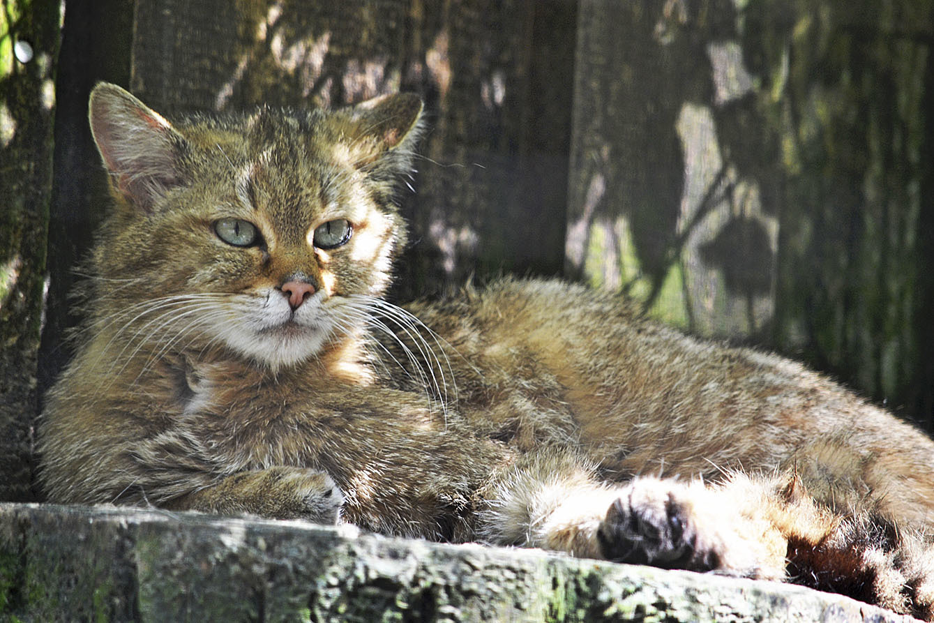 Die Wildkatze ist im Gegensatz zu ihren domestizierten Verwandten selten