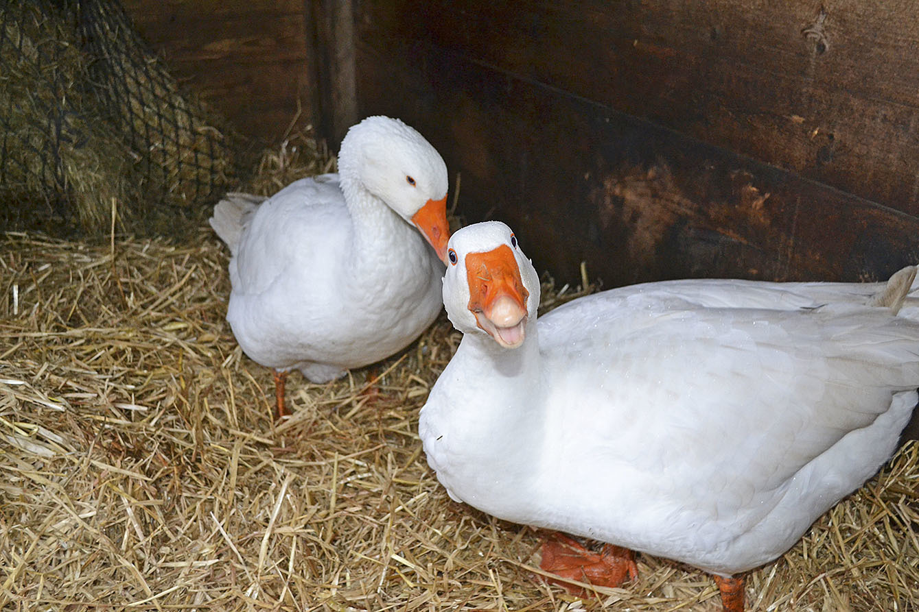 Ganter "Olaf" (vorn) und seine "Elsa" gehören zu den glücklichen Gänsen, die Weihnachten nicht im Topf landen