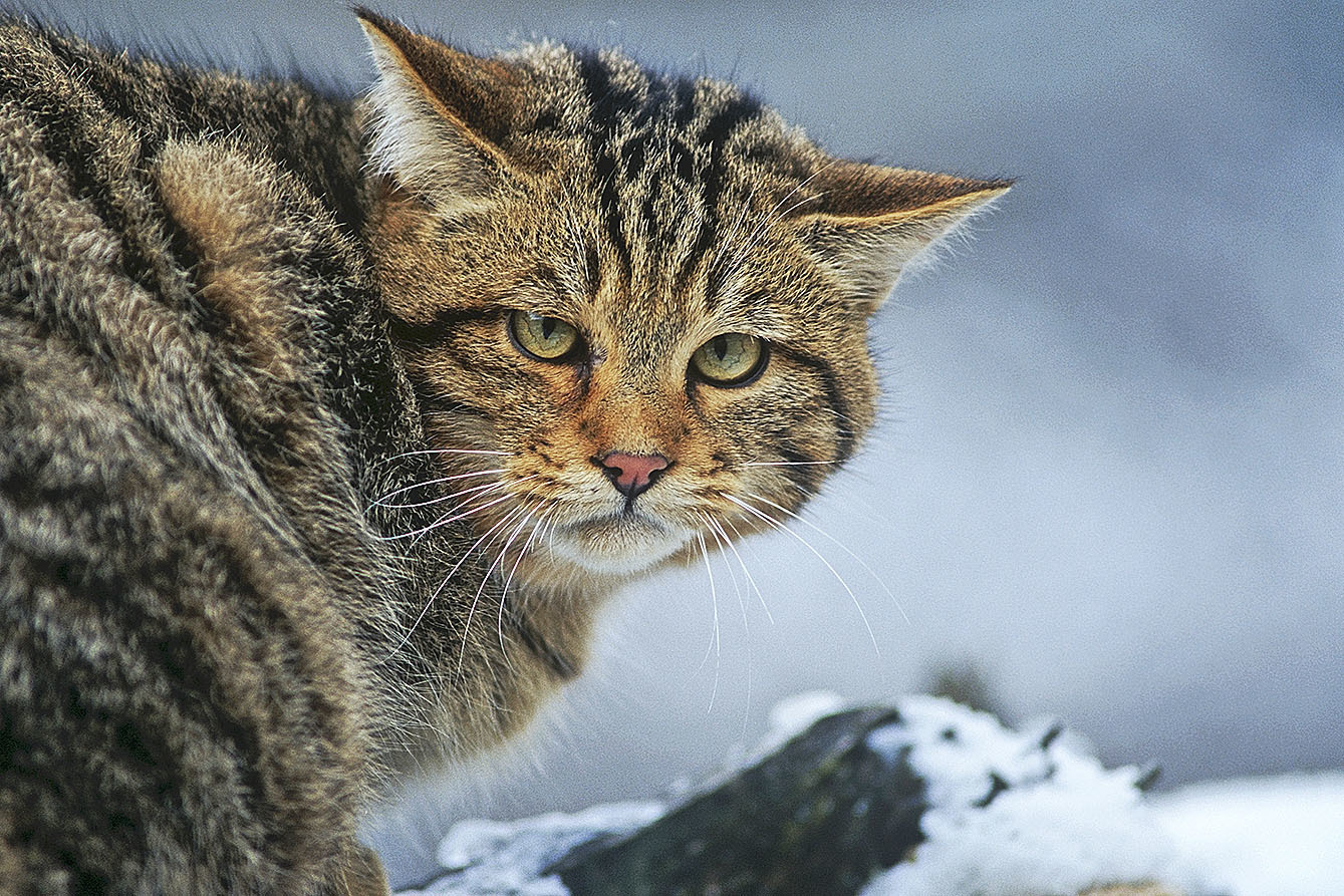 Die Wildkatze ist wieder in der Lüneburger Heide angekommen