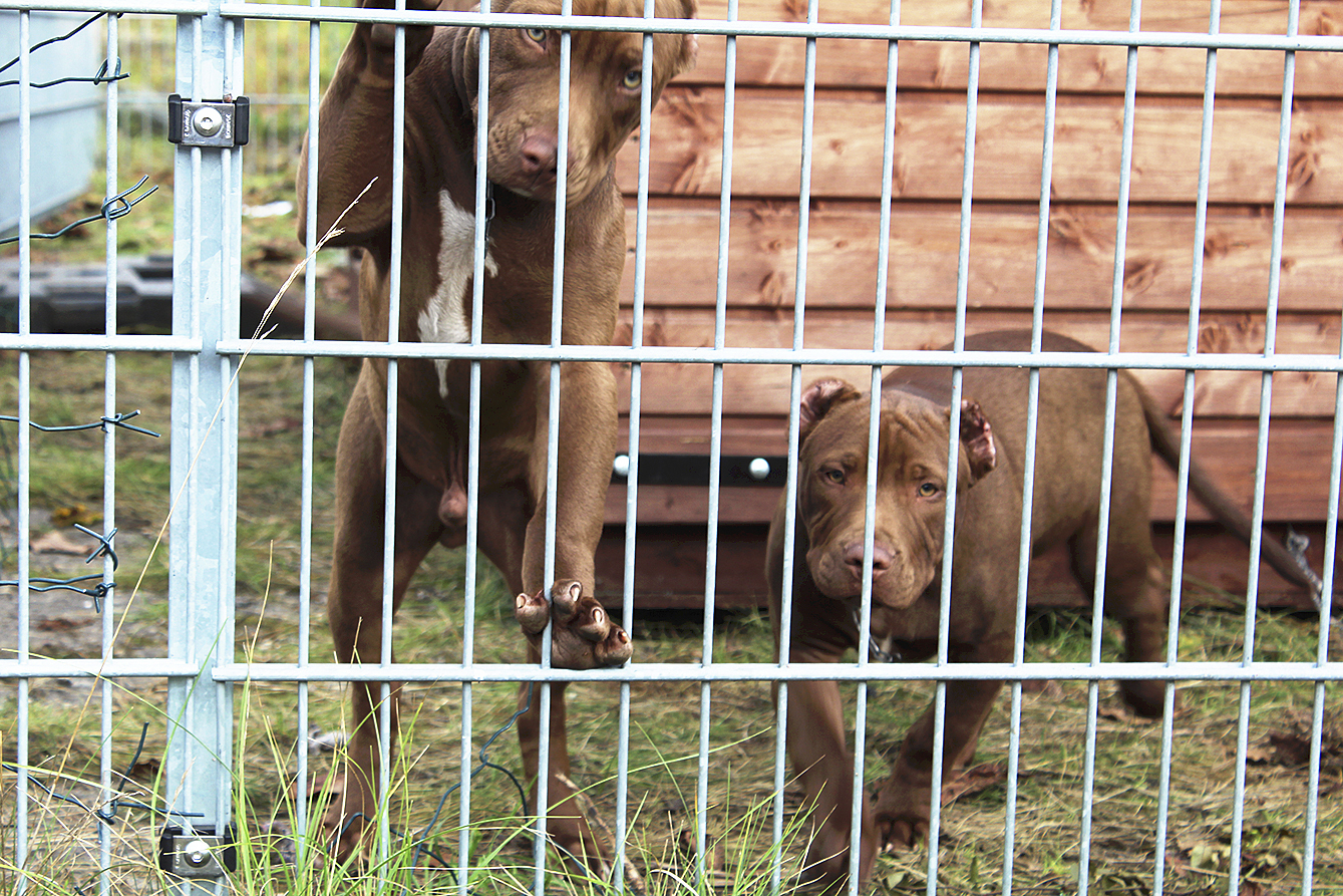 Das Ermittlungsverfahren gegen den Halter der kupierten Pitbull-Welpen dauert an