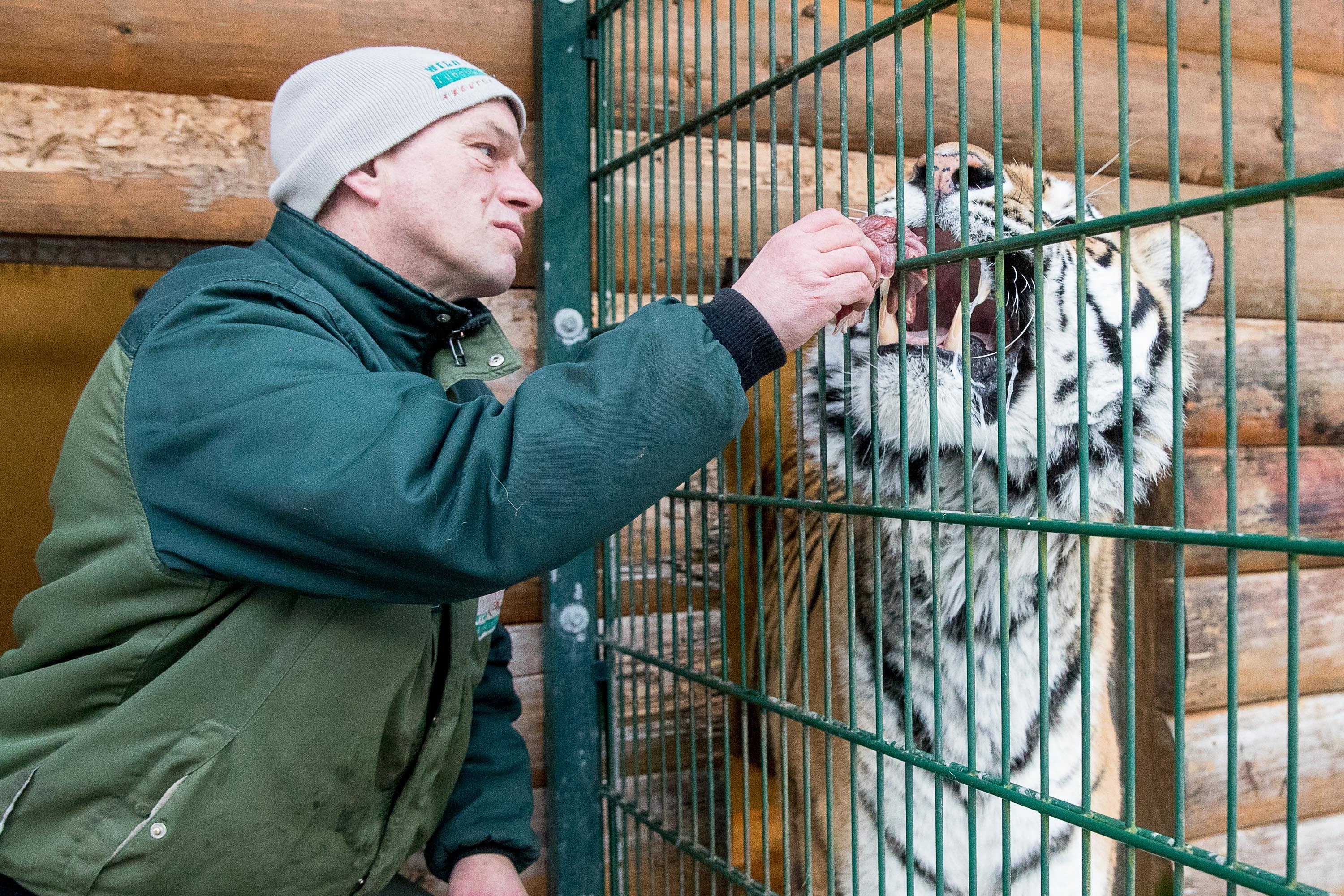 Während Tiger "Alex" das Maul aufreißt, um sich seinen Fleisch-Leckerbissen zu holen, schaut sich Tierpfleger Jens Pradel Rachen und Zähne der Raubkatze aus nächster Nähe an