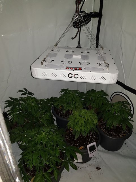 Die Polizei entdeckte zufällig ein professionelles Marihuana-Schrankzelt bei einem Buxtehuder