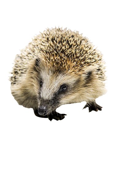 Der kleine Igel fühlt sich in seiner Übergangsbehausung "igelwohl"