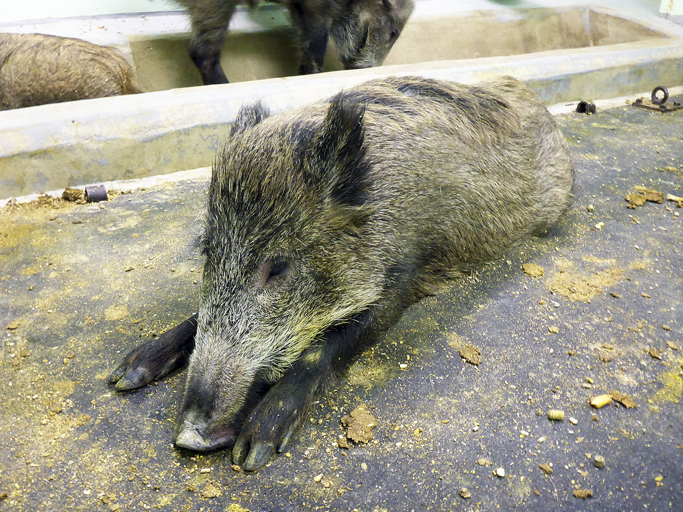 Ein an Schweinepest erkranktes Wildschwein