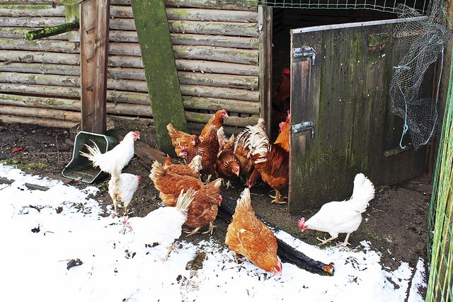 Die freigelassenen Hühner kehren nach dem Feuer langsam in ihren Stall zurück