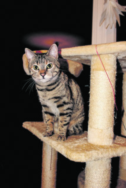 Nicht allen Katzen geht so gut wie dieser "Mieze"