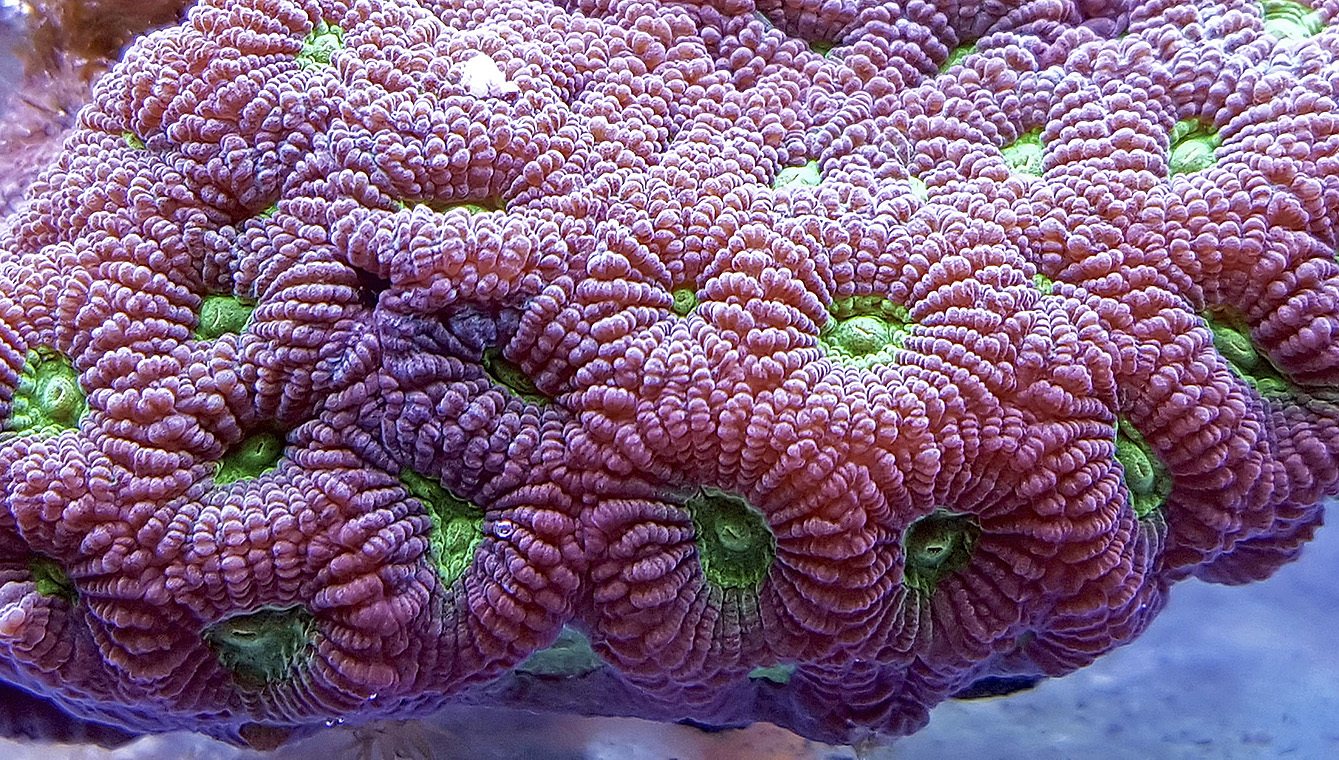 Wunderschön: ein Blick in die Korallen-Anlage bei Zierfische Gottschalk