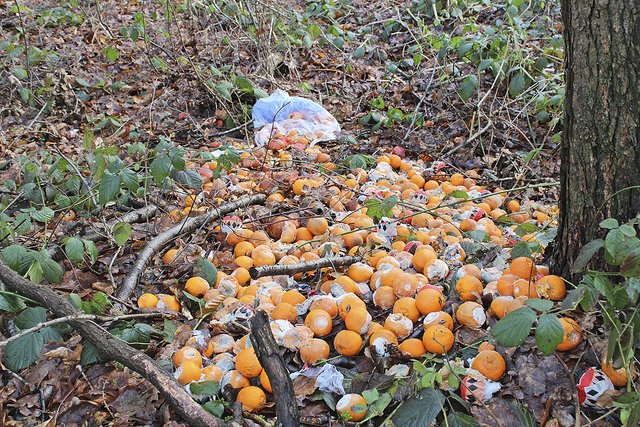 Kiloweise Orangen liegen im Wald