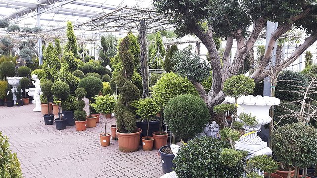 Das Gartencenter Westenberg bietet eine große Auswahl an Garten- und Zimmerpflanzen | Foto: U. Dingfeld