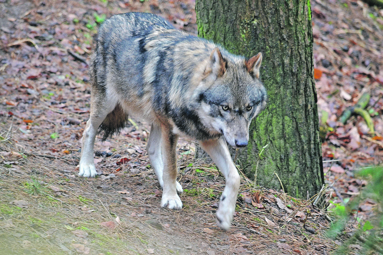 Die Population der Wölfe in Niedersachsen nimmt zu, entsprechend steigt die Zahl der Tiere, die dem Straßenverkehr zum Opfer fallen