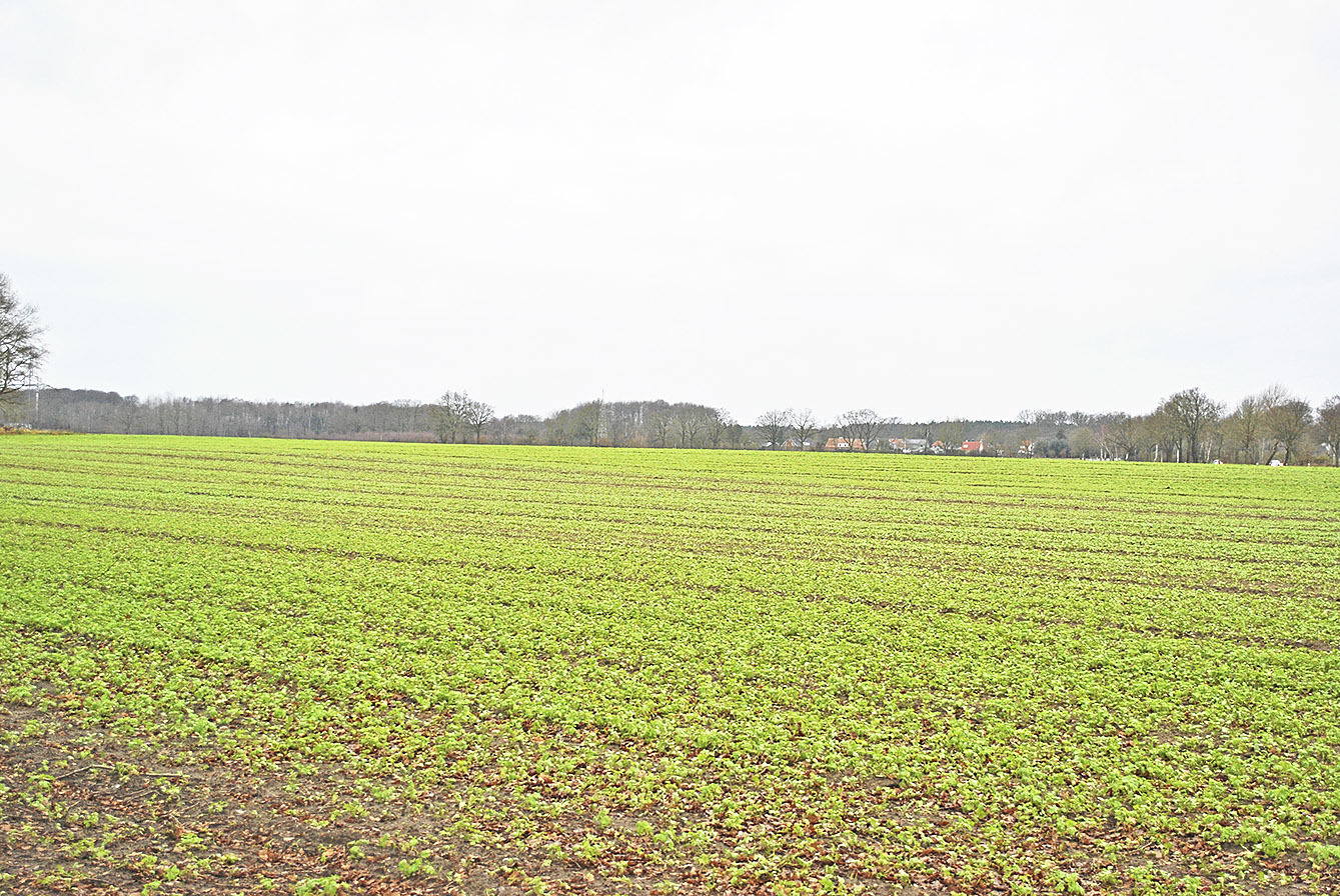 Hier soll das Gewerbegebiet entstehen: das Areal am Ortsausgang von Tangendorf in Richtung Thieshope