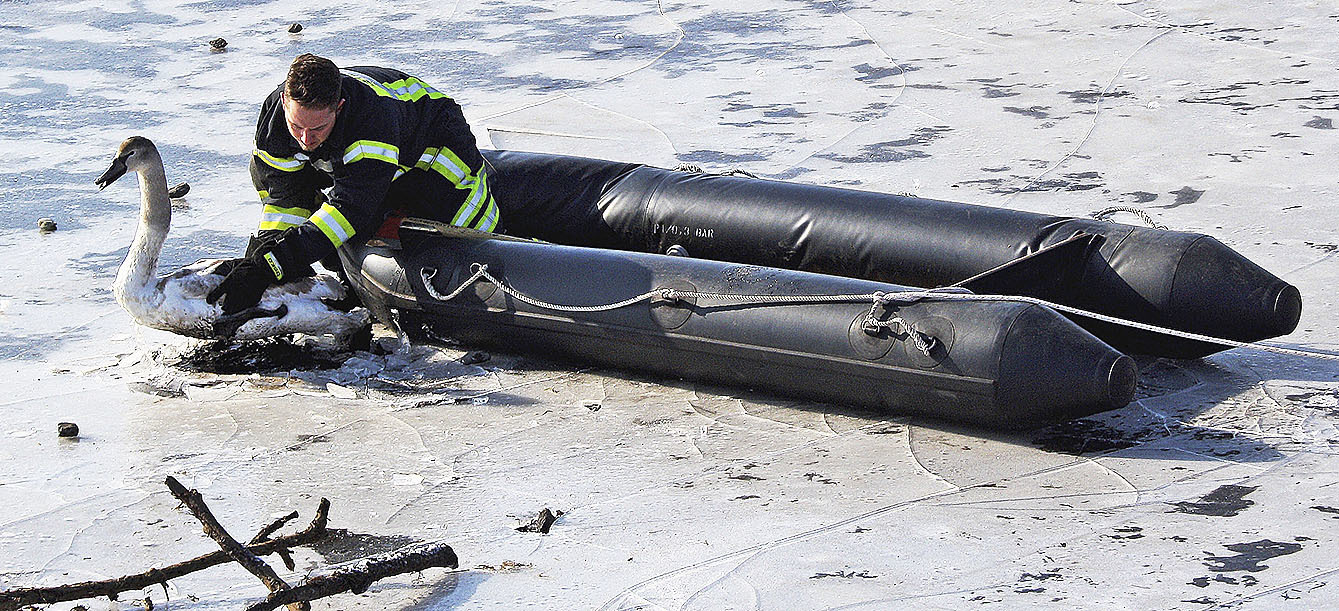 Die Feuerwehr Tönnhausen rettete den jungen Schwan