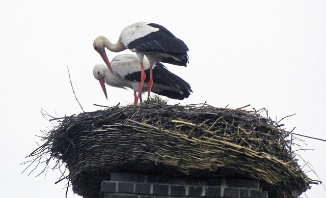 Anscheinend gefällt dem Storchenweibchen das Nest, denn sie zieht direkt mit "Schorschi" ein