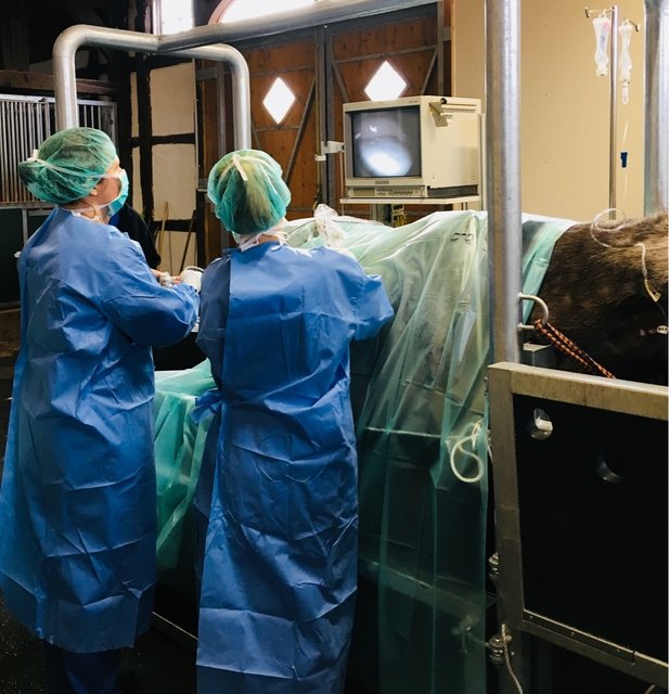 Bereits seit Februar ist die Pferdeklinik geöffnet