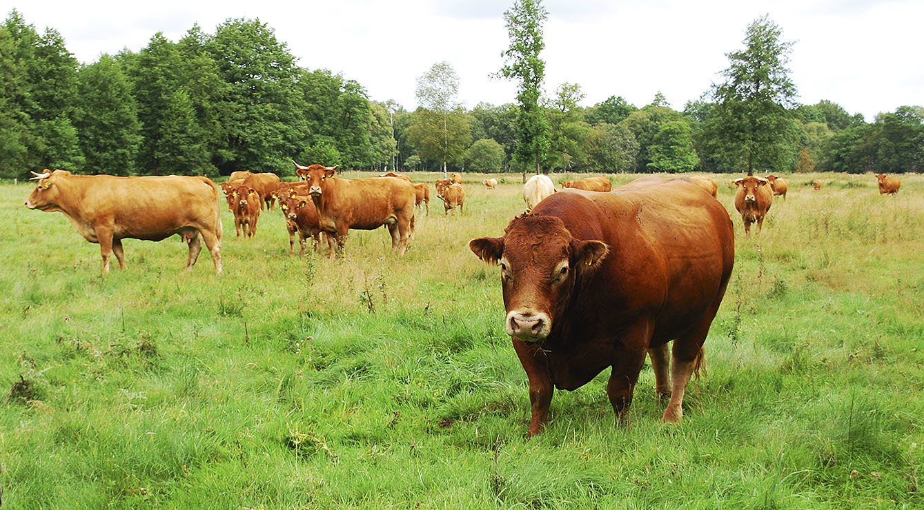 In der Oberen Wümmeniederung gibt es seit 2013 das Projekt "WeideGründe". Auf bestimmten, zusammenhängendem Grünlandflächen grasen Nutztiere und sollen zum Erhalt der artenreichen Kulturlandschaft beitragen