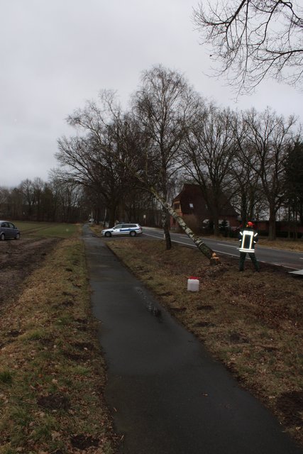 Der Baum musste nach dem Unfall gefällt werden