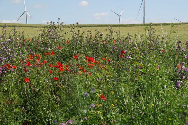 Solche Blühstreifen sollen im Landkreis Harburg
vermehrt angelegt werden Fotos: os / Landwirtschaftskammer