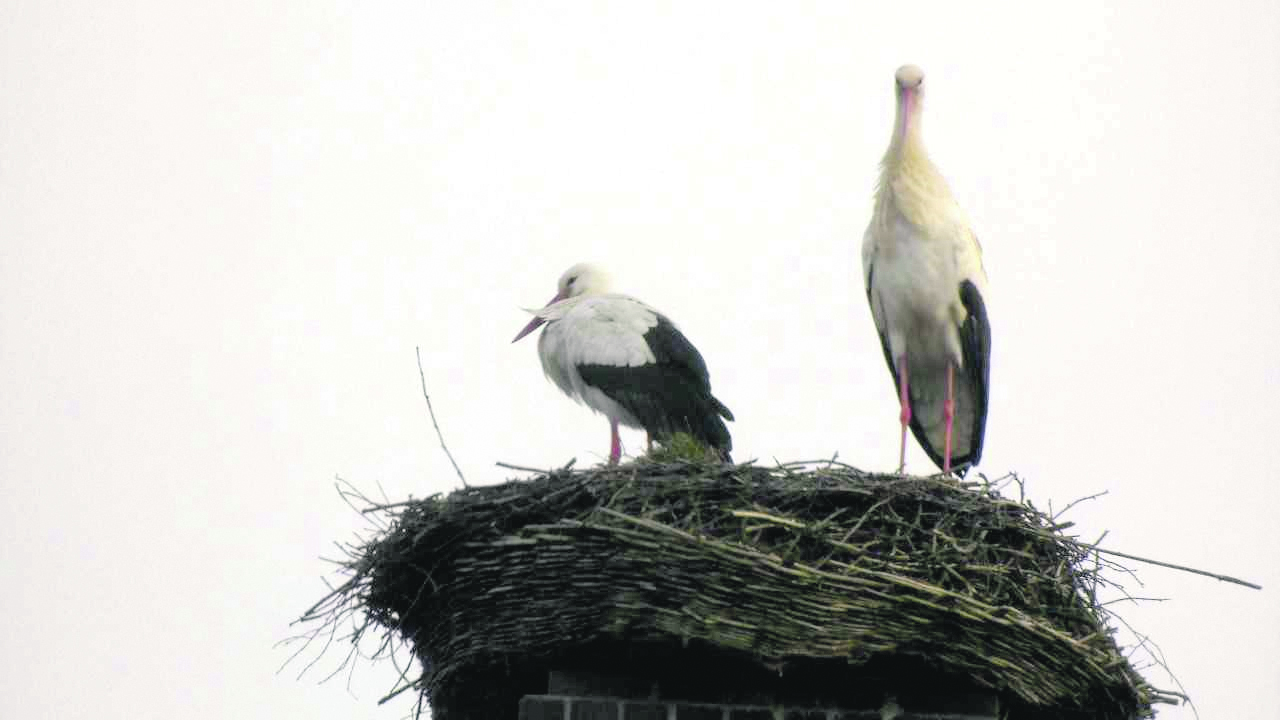 In das Nest am Melkerstieg in Buxtehude ist bereits ein Storchenpärchen eingezogen