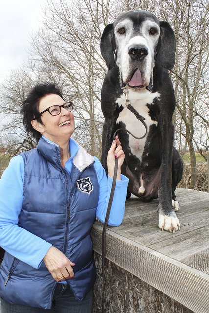 Mit 90 Zentimetern Höhe und 80 Kilo Gewicht ein echter Prachtkerl: "Pablo" mit Frauchen Kristin Zander