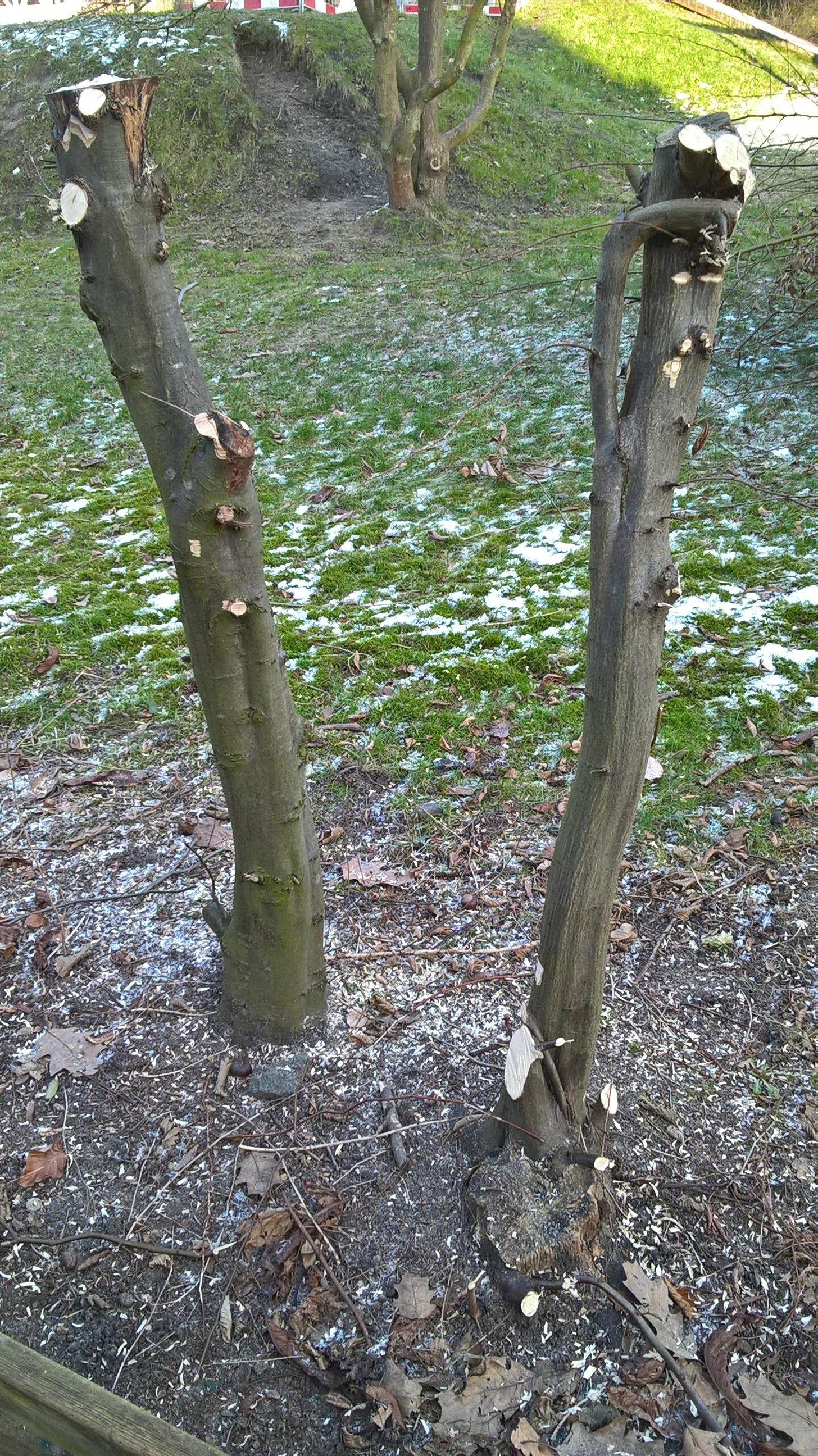 Baumstümpfe auf dem Spielplatz
