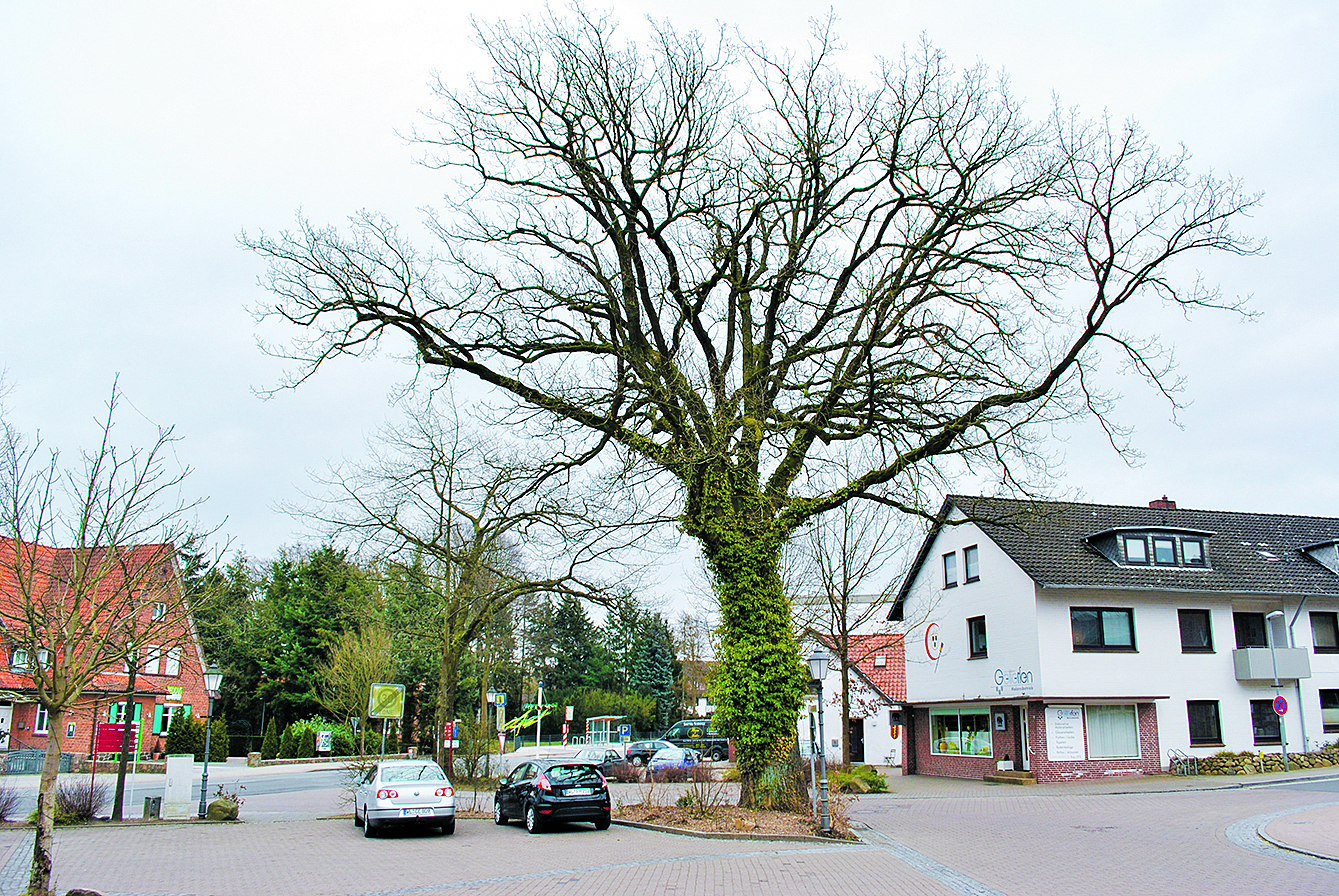 Soll auch vom Kataster erfasst werden: dieser mächtige Baum am Rathausplatz in Salzhausen