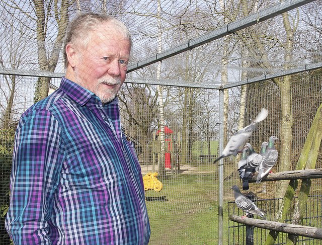 Hans-Wilhelm Glüsen öffnet am kommenden Sonntag
seinen Taubenschlag für Besucher Foto: jd