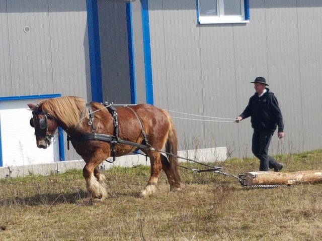 Das Rückepferd "Bernd" zeigte die traditionelle Arbeit der Vierbeiner als "Forstschlepper", die in der naturnahen Holzwirtschaft zunehmend Bedeutung findet | Foto: Anja Warnecke