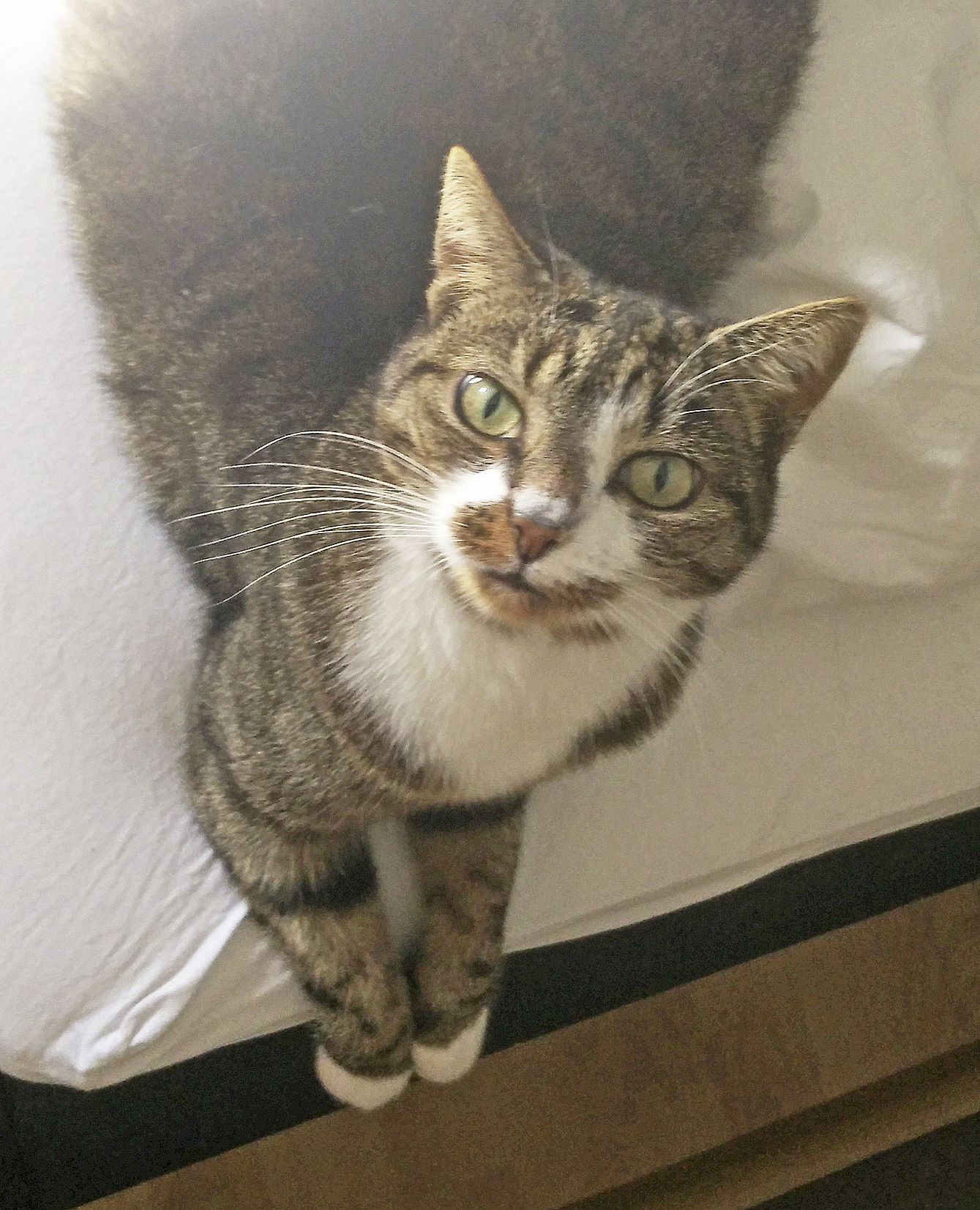 Nur wenn eine Katze als Fundtier abgegeben wird, kann sie laut Landkreis von den Behörden in
Obhut genommen werden Foto: ab
