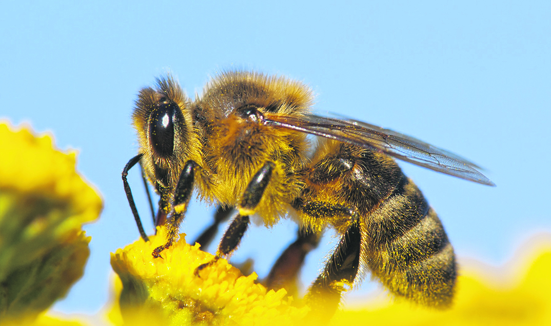 Bienen finden immer weniger Nahrung. Helfen können da z.B. Wildblumenwiesen