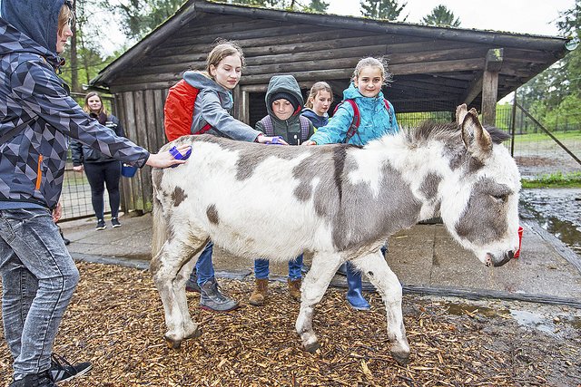 Im Wildpark Lüneburger Heide: Zwergesel "Percy" mit einigen der 34 jungen Besuchern am Zukunftstag | Foto: Wildpark/Thomas Ix