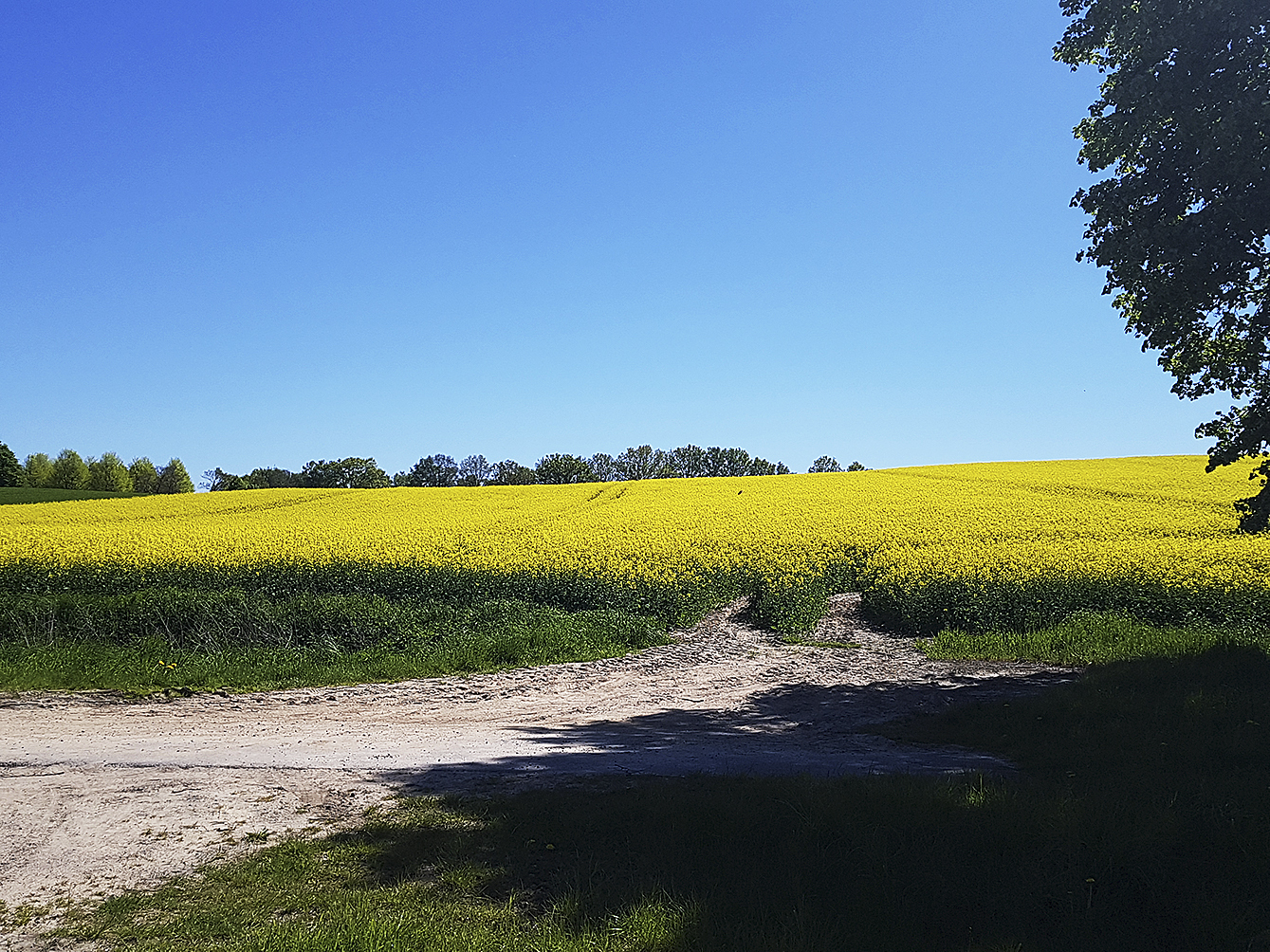 Knalliges Gelb: das Rapsfeld in Hittfeld ist in voller Blüte