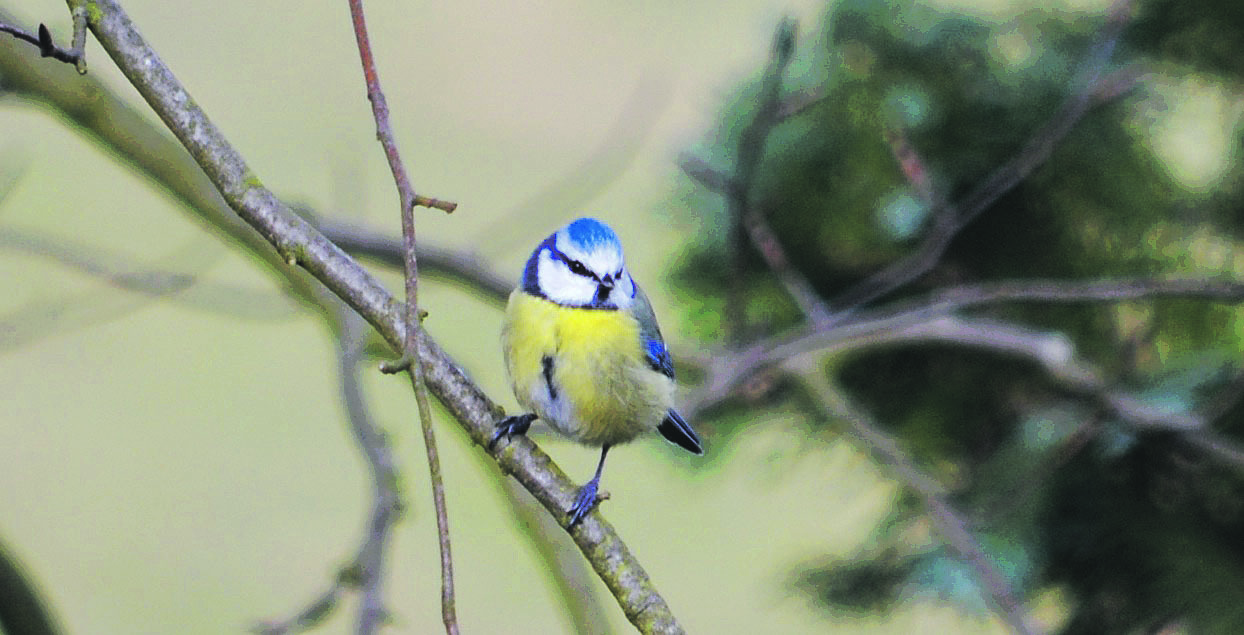 Die Blaumeise gehört zu den häufigsten Gartenvögeln