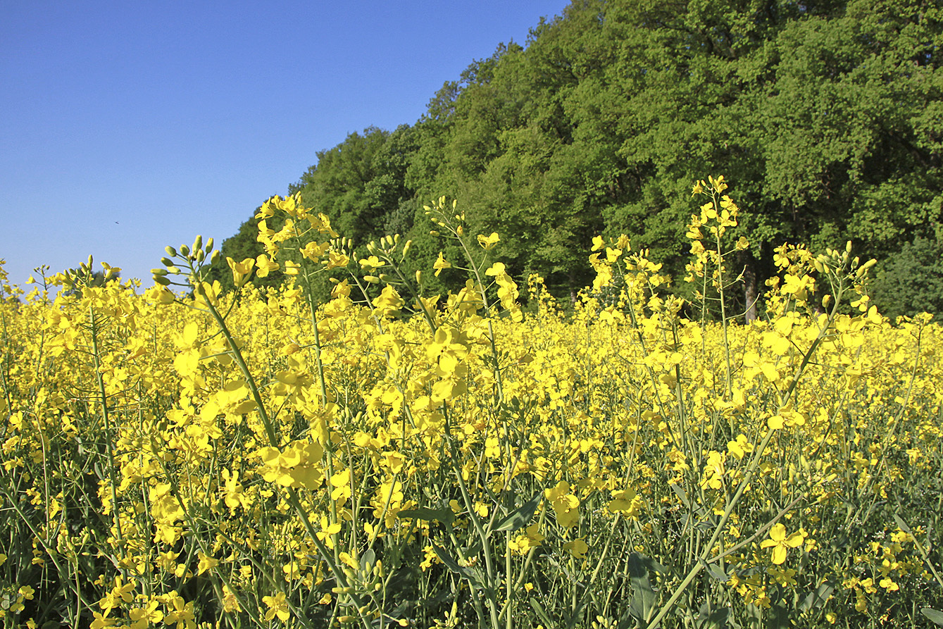 Rapsfeld in Schwingerbaum bei Fredenbeck