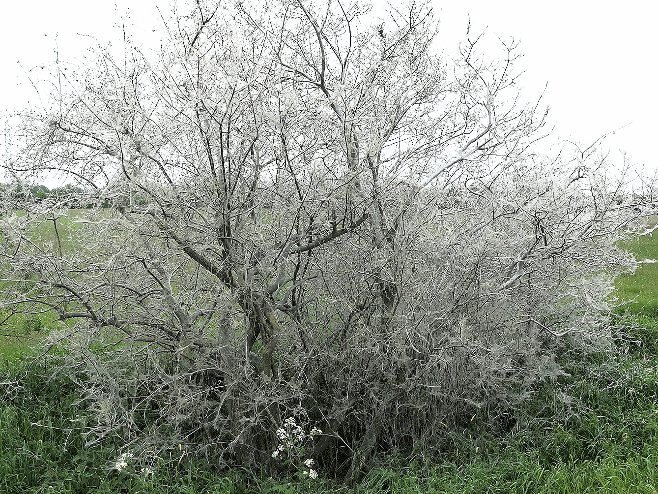 Der Baum ist komplett eingesponnen