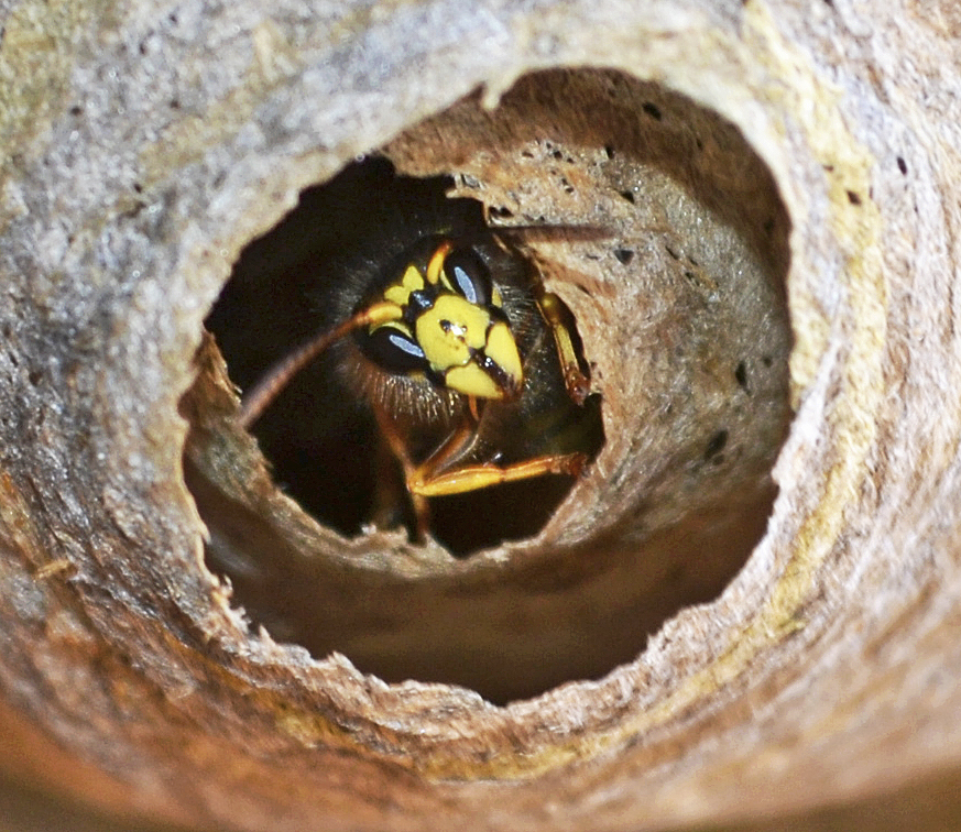 Ganz fleißig baut diese Wespe mit ihren Artgenossen am Nest Fotos: bim
