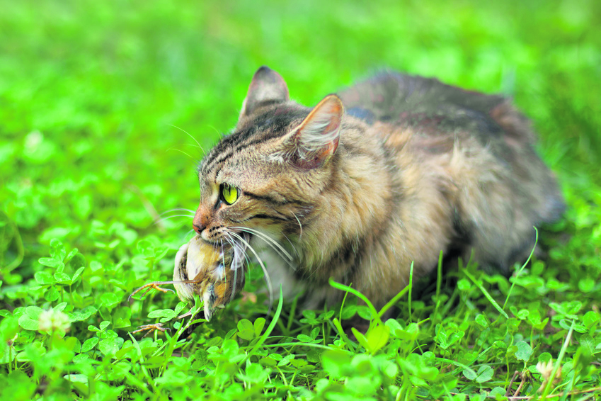 Eine Katze hat einen Vogel gerissen