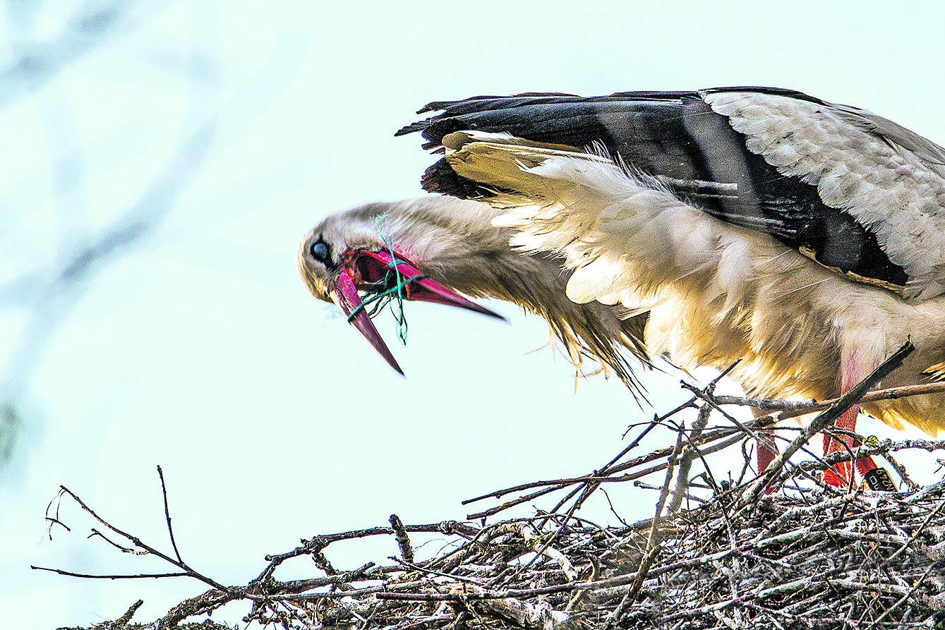 Gefährliche Situation: Der Storch hatte sich in einem Schnurbündel verheddert
