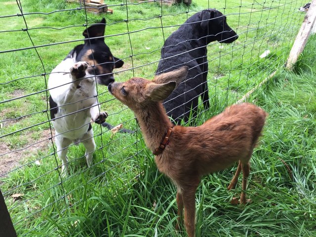 Tierische Annäherung: Hunde und ein Kitz auf dem Pflegehof | Foto: Martin Kievernagel