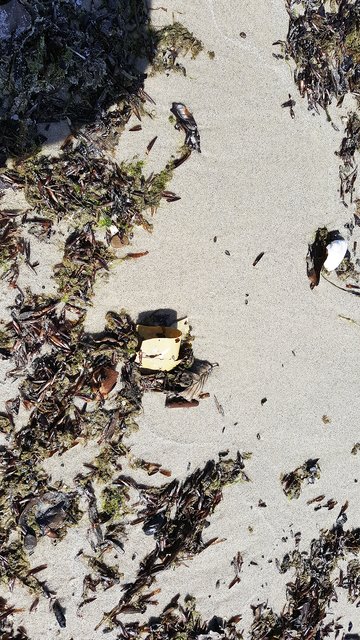 Plastikmüll an der 
Ostseeküste Foto: Albowski