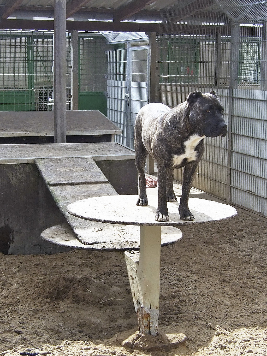 Das Kupieren der Ohren, wie bei diesem Pitbull, kann bei dem Tier Verhaltensstörungen und bei Artgenossen Aggressionen hervorrufen