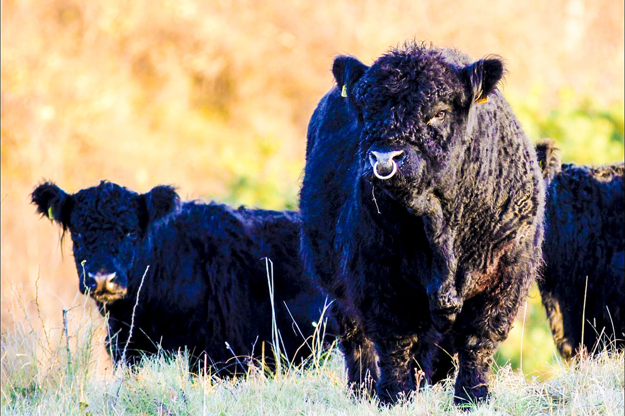 Galloways betätigen sich als Gärtner Stade