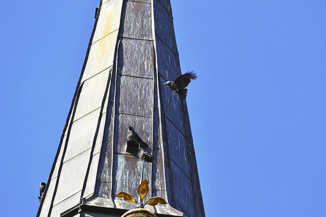 Das Loch in der Mitte einer Turmspitze fliegen die Dohlen immer wieder an | Foto: bim