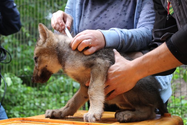 Tapfer lässt sich das Wolfsmädchen impfen