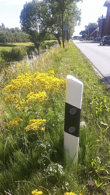An der K 26 in Jork wurde der Seitenstreifen nur halb gemäht - das Jakobskreuzkraut wurde stehen gelassen | Foto: privat