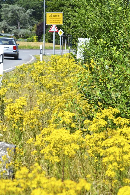 Die gelbe "Pracht" wuchert auch an der Dibberser Straße
in Buchholz-Dibbersen | Foto: bim