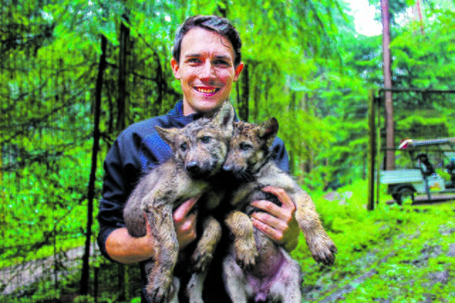 Im Wolfsgehege des Wildparks Schwarze Berge in Rosengarten-Vahrendorf herrscht Aufregung: Der gerade einmal acht Wochen alte Nachwuchs hat Besuch vom Tierarzt bekommen. Die Welpen wurden gründlich untersucht, geimpft und gechippt